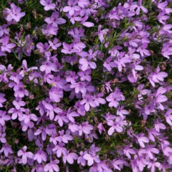 Roots Plants Lobelia Waterfall 'Lavender' Jumbo Plug Plants All Annual Bedding 10 Roots Plants Lobelia Waterfall 'Lavender' Jumbo Plug Plants All Annual Bedding