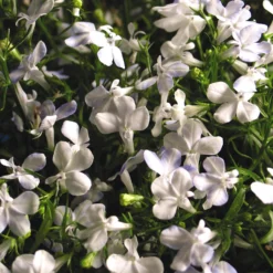 Roots Plants All Annual Bedding Lobelia Waterfall 'White Sparkle' Jumbo Plug Plants
