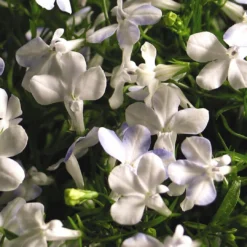 Roots Plants All Annual Bedding Lobelia Waterfall 'White Sparkle' Jumbo Plug Plants 8 Roots Plants All Annual Bedding Lobelia Waterfall 'White Sparkle' Jumbo Plug Plants