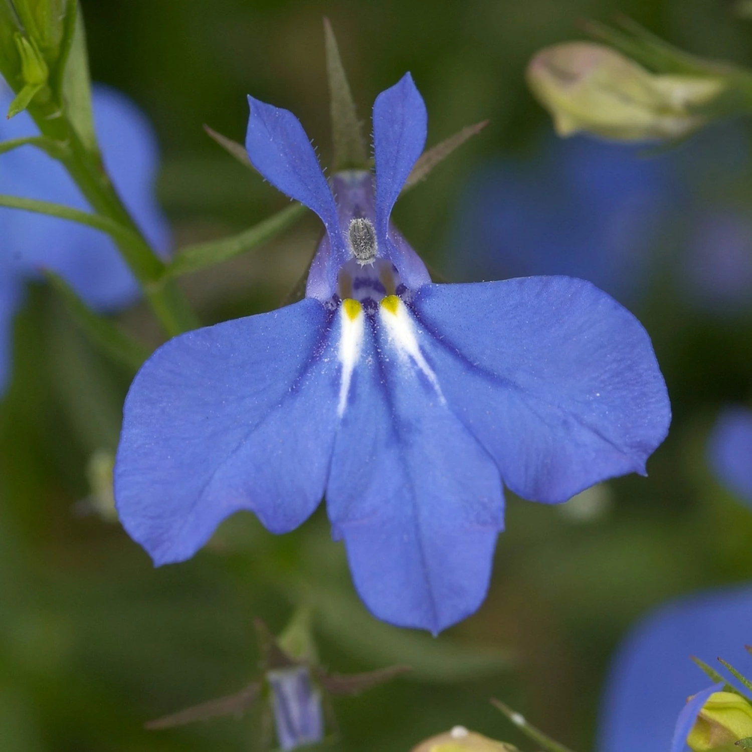 Roots Plants Lobelia Waterfall 'Blue Improved' Jumbo Plug Plants 4 Roots Plants Lobelia Waterfall 'Blue Improved' Jumbo Plug Plants