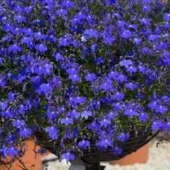 Roots Plants Lobelia Waterfall 'Blue Improved' Jumbo Plug Plants