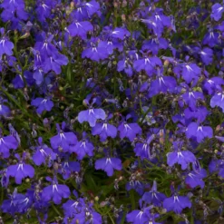 Roots Plants Lobelia Waterfall 'Blue Improved' Jumbo Plug Plants 8 Roots Plants Lobelia Waterfall 'Blue Improved' Jumbo Plug Plants