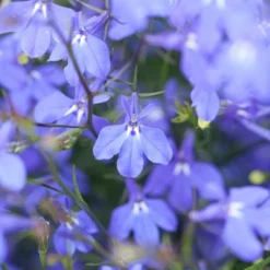 Roots Plants 40 Lobelia 'Blue Fountain' Plug Plants