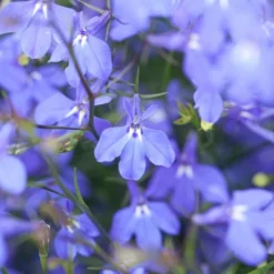 Roots Plants Stand With Ukraine Basket