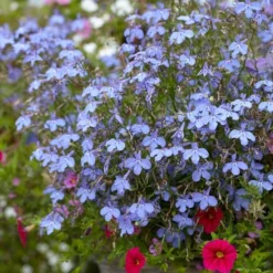 Roots Plants 40 Lobelia 'Blue Fountain' Plug Plants
