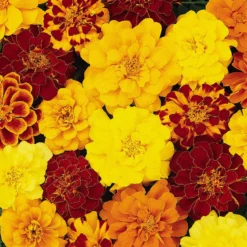 Roots Plants All Annual Bedding 40 Mixed Marigold 'French Fancy' Plug Plants