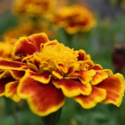 Roots Plants All Annual Bedding 40 Mixed Marigold 'French Fancy' Plug Plants