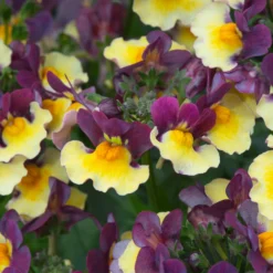 Roots Plants Nemesia Aroma Rhubarb & Custard Jumbo Plug Plants