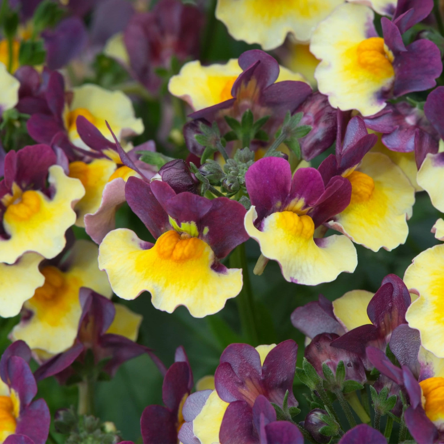 Roots Plants Nemesia Aroma Rhubarb & Custard Jumbo Plug Plants 4 Roots Plants Nemesia Aroma Rhubarb & Custard Jumbo Plug Plants