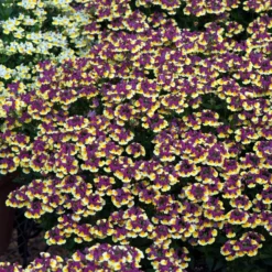 Roots Plants 12 Scented Annuals For Hanging Baskets | The Summer Breeze Collection | Nemesia & Petunias All Annual Bedding