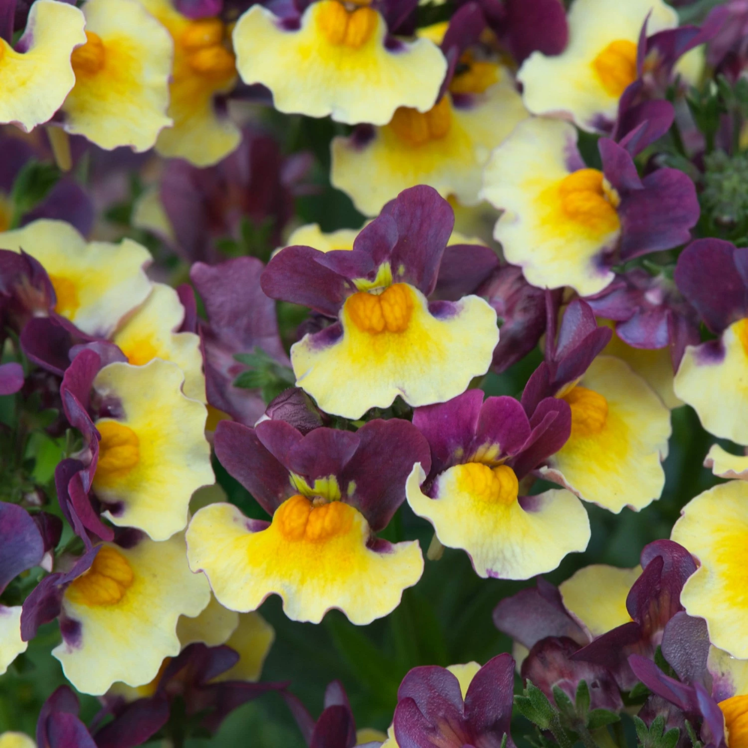 Roots Plants Nemesia Aroma Rhubarb & Custard Jumbo Plug Plants 5 Roots Plants Nemesia Aroma Rhubarb & Custard Jumbo Plug Plants