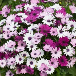Roots Plants Mixed Osteospermum 'Berries & Cream' Jumbo Plug Plants | Akila F1 Series