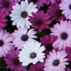 Roots Plants Mixed Osteospermum 'Berries & Cream' Jumbo Plug Plants | Akila F1 Series