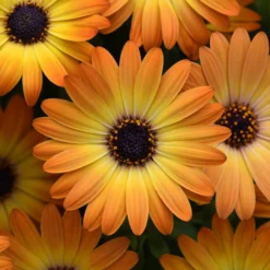 Roots Plants 12 Best Annuals For Hanging Baskets | Sunny Shades | Jumbo Plug Plants Calibrachoas 10 Roots Plants 12 Best Annuals For Hanging Baskets | Sunny Shades | Jumbo Plug Plants Calibrachoas