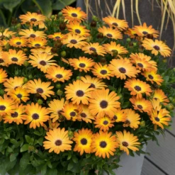 Roots Plants Osteospermum 'Serenity Sunshine Beauty' Jumbo Plug Plants