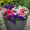 Roots Plants 40 Mixed Petunia 'Pirouette' Plug Plants Petunias