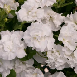 Roots Plants Petunia Tumbelina 'Dianna' Jumbo Plug Plants