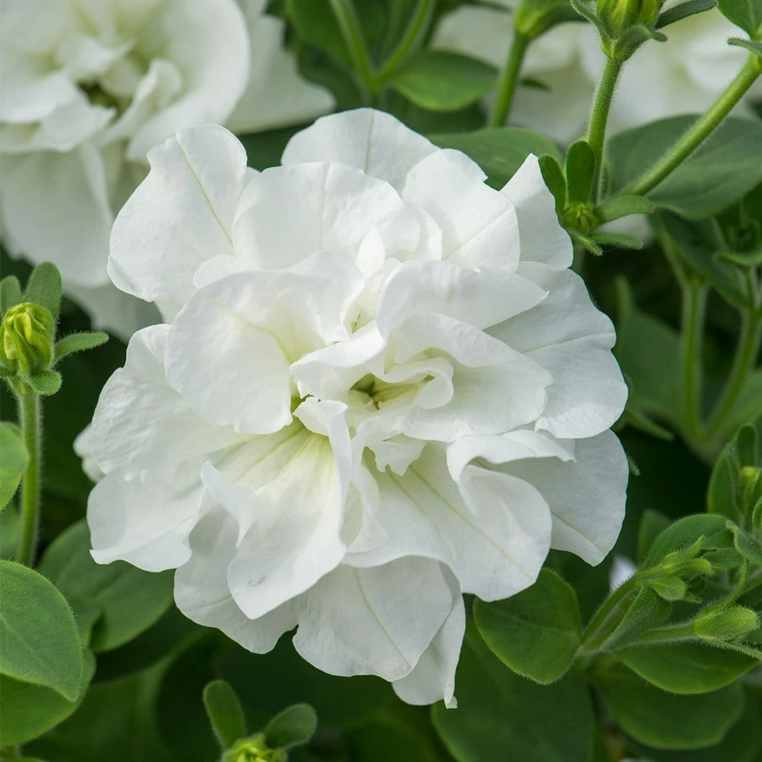 Roots Plants Petunia Tumbelina 'Dianna' Jumbo Plug Plants 4 Roots Plants Petunia Tumbelina 'Dianna' Jumbo Plug Plants