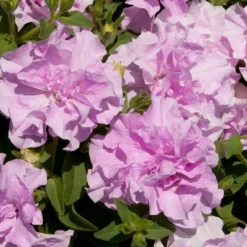 Roots Plants Petunia Tumbelina 'Raphaella' Jumbo Plug Plants Petunias