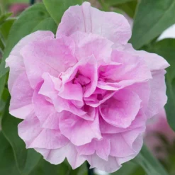 Roots Plants Petunias 12 Best Trailing Annuals For Hanging Baskets | Jumbo Plug Plants