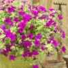 Roots Plants Petunias Petunia Surfinia 'Purple Variegated' Jumbo Plug Plants 1 Roots Plants Petunias Petunia Surfinia 'Purple Variegated' Jumbo Plug Plants