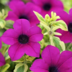 Roots Plants Petunias Petunia Surfinia 'Purple Variegated' Jumbo Plug Plants