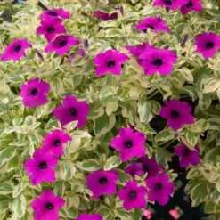 Roots Plants Petunias Petunia Surfinia 'Purple Variegated' Jumbo Plug Plants