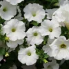 Roots Plants Petunias Petunia Surfinia Snow | Jumbo Plug Plants 1 Roots Plants Petunias Petunia Surfinia Snow | Jumbo Plug Plants