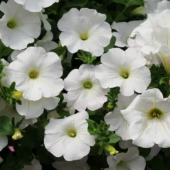 Roots Plants Petunias Petunia Surfinia Snow | Jumbo Plug Plants