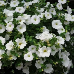 Roots Plants 12 Scented Annuals For Hanging Baskets | The Summer Breeze Collection | Nemesia & Petunias All Annual Bedding