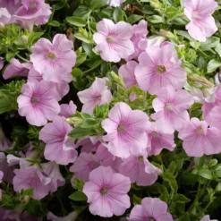 Roots Plants Petunia Surfinia 'Sweet Pink' Jumbo Plug Plants Petunias