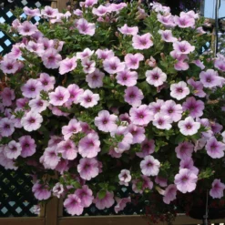 Roots Plants Petunia Surfinia 'Sweet Pink' Jumbo Plug Plants Petunias