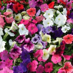 Roots Plants 40 Mixed Petunia 'Frenzy' Plug Plants