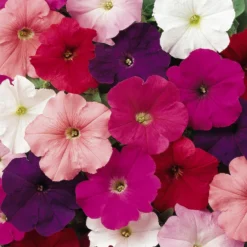 Roots Plants 40 Mixed Petunia 'Frenzy' Plug Plants