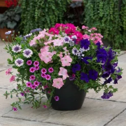 Roots Plants All Annual Bedding Sophistication' | Instant Designer Container