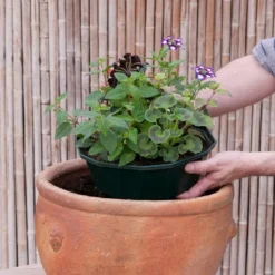 Roots Plants Bridal Bouquet' | Instant Designer Hanging Basket All Annual Bedding