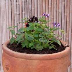 Roots Plants All Annual Bedding Sophistication' | Instant Designer Container