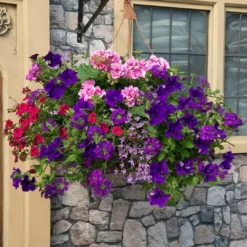 Roots Plants All Annual Bedding Sophistication' | Instant Designer Hanging Basket