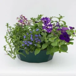 Roots Plants Sea Blues' | Instant Designer Hanging Basket