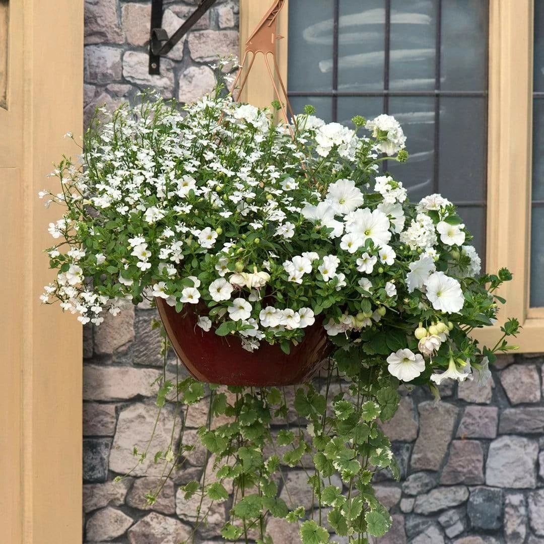 Roots Plants Effortless Chic' | Instant Designer Hanging Basket 3 Roots Plants Effortless Chic' | Instant Designer Hanging Basket
