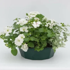 Roots Plants Effortless Chic' | Instant Designer Hanging Basket