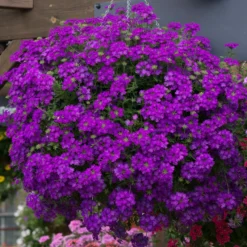 Roots Plants Verbenas 12 Annuals For Hanging Baskets | The Ruby And Sapphire Collection | Geranium, Petunia & Verbena