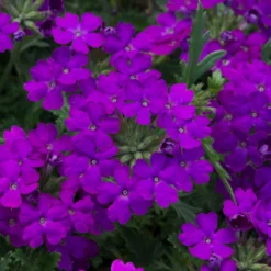 Roots Plants Verbena 'Enchantment Purple' Jumbo Plug Plants Verbenas