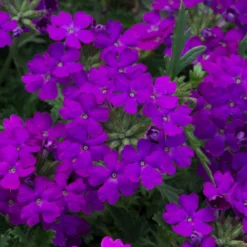 Roots Plants 12 Annuals For Pots | The Amethyst And Topaz Collection | Begonia, Osteospermum & Verbena