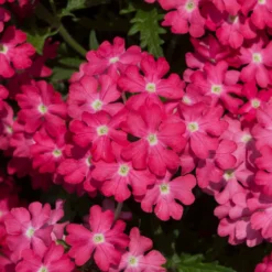 Roots Plants Verbena 'Enchantment Coral' Jumbo Plug Plants