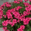 Roots Plants Verbena 'Enchantment Coral' Jumbo Plug Plants