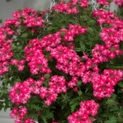 Roots Plants Verbena 'Enchantment Coral' Jumbo Plug Plants