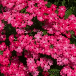 Roots Plants Verbena 'Enchantment Coral' Jumbo Plug Plants