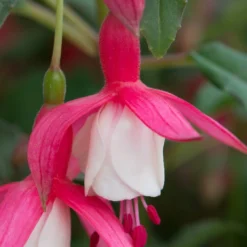 Roots Plants Hardy Fuchsia 'Alice Hoffman' Jumbo Plug Plants Fuchsias