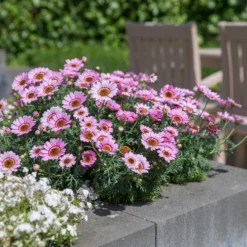 Roots Plants Argyranthemum Grandaisy 'Pink Halo' Jumbo Plug Plants All Annual Bedding